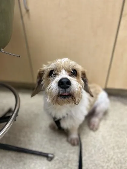 An adult small-sized male Mixed Breed dog named Webster for adoption in Munster, IN
