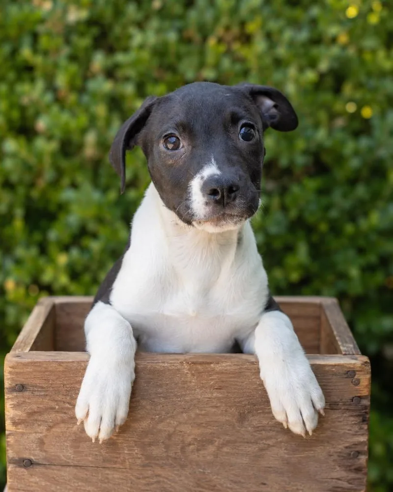 A baby extra large-sized male Rat Terrier dog named Micah for adoption in North Syracuse, NY
