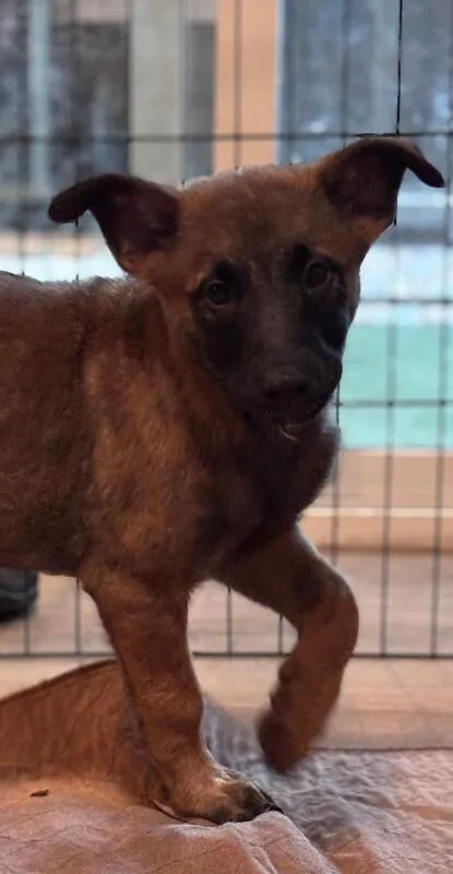 A young large-sized female Brown / Chocolate Belgian Shepherd / Malinois dog named Ophelia for adoption in renton, WA