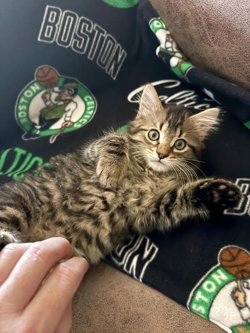 A baby large-sized female Black Maine Coon cat named Winnie& Winston for adoption in HANSON, MA