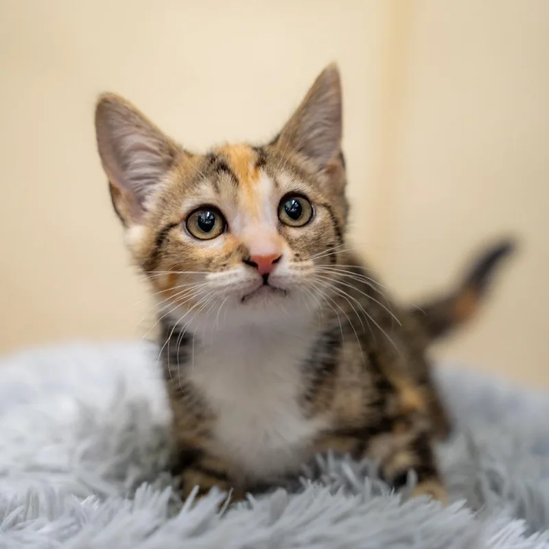 Bella
