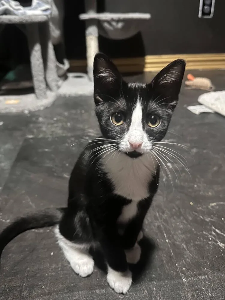 A young small-sized female Black & White / Tuxedo Domestic Short Hair cat named Organa for adoption in Dallas, TX