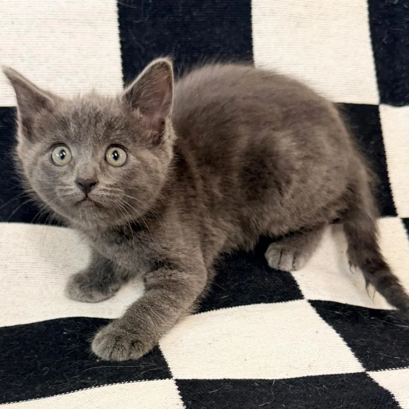 A baby small-sized female Gray / Blue / Silver Domestic Short Hair cat named Maxine Verstappen for adoption in Mount Juliet, TN