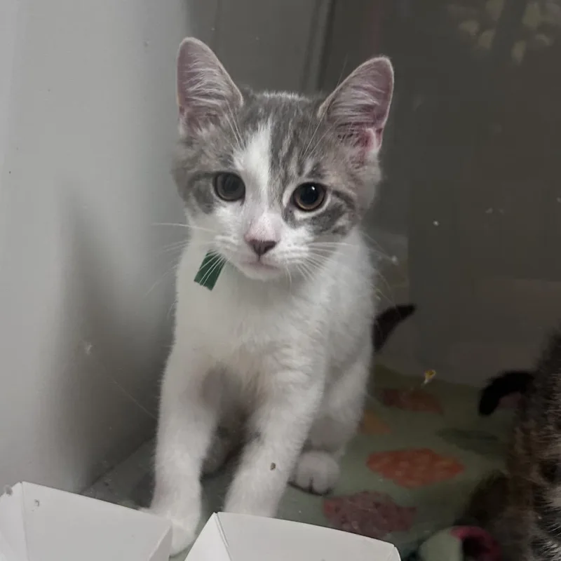 A baby small-sized male Gray / Blue / Silver Domestic Short Hair cat named Mallow for adoption in Uniontown, PA