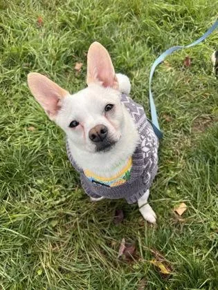 An adult small-sized male Chihuahua dog named Julio for adoption in Worcester, MA
