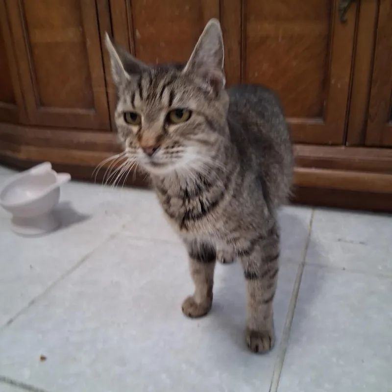 An adult medium-sized female Brown / Chocolate Domestic Short Hair cat named Coco for adoption in Jupiter, FL