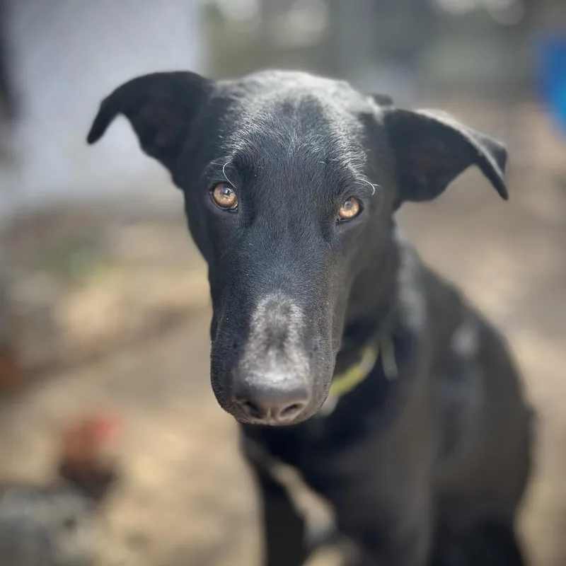A young small-sized male Black Xoloitzcuintli / Mexican Hairless dog named Baer for adoption in Aberdeen, NC