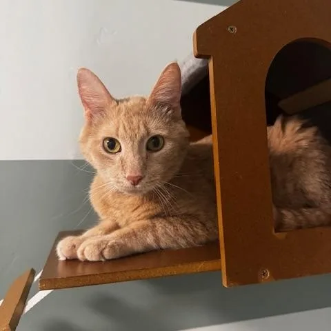 A senior medium-sized male Buff / Tan / Fawn Domestic Short Hair cat named Fudge for adoption in Hutchinson, MN