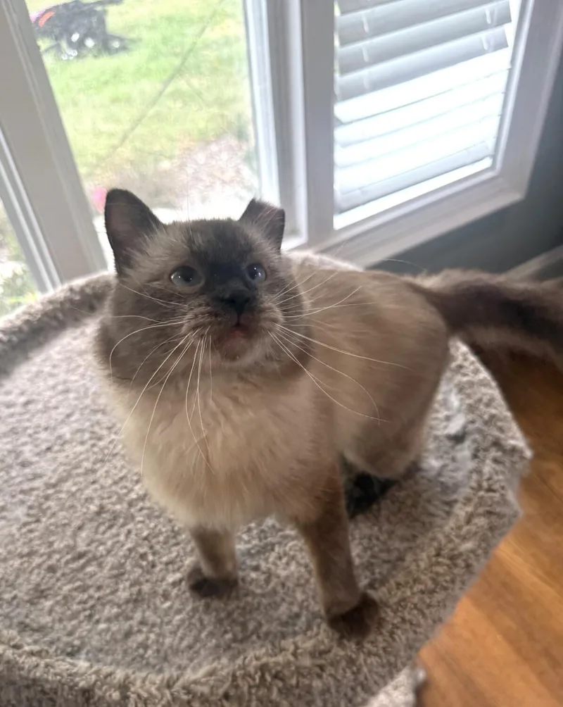 A young small-sized male Siamese cat named Otto for adoption in Kenosha, WI
