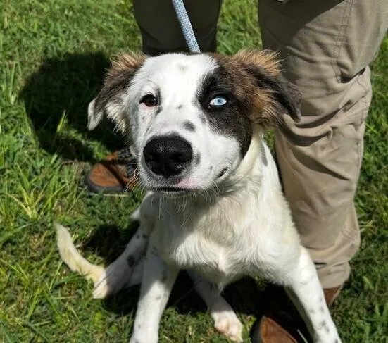 Pup Jack
