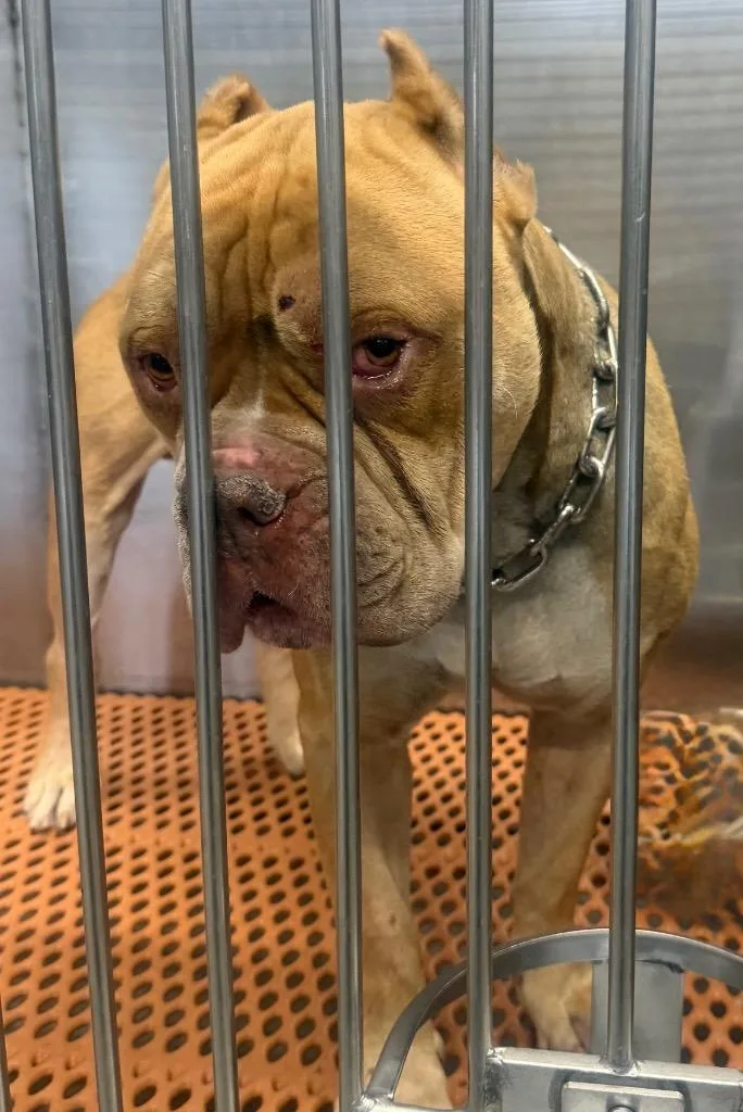 A young large-sized male Pit Bull Terrier dog named Jason for adoption in Henderson, NC