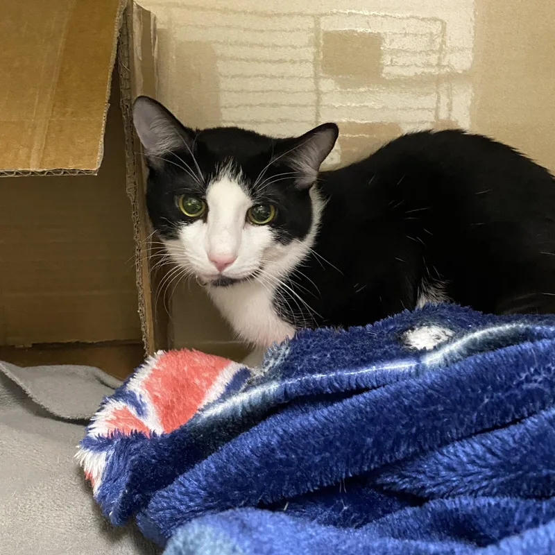 A young medium-sized male Black & White / Tuxedo Domestic Short Hair cat named Hades for adoption in Elyria, OH
