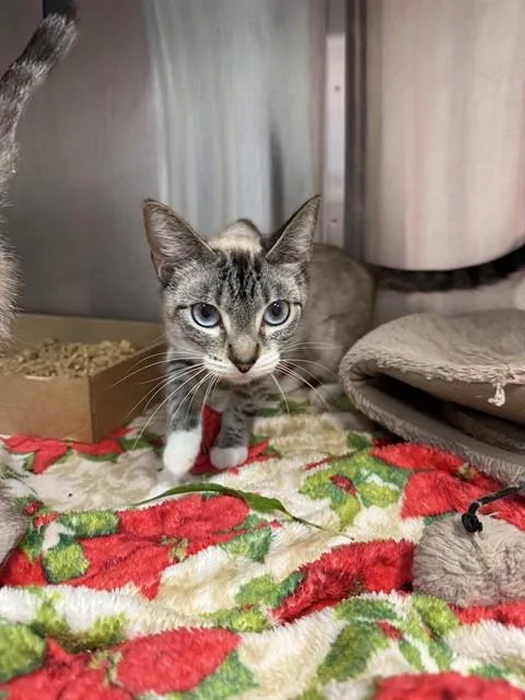 A young small-sized female Domestic Short Hair cat named Olympia for adoption in Fort Walton Beach, FL