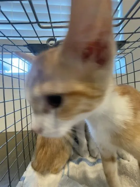 A baby small-sized male Domestic Short Hair cat named Cheeto for adoption in Fort Myers, FL