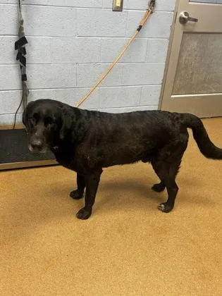 A senior extra large-sized male Mixed Breed dog named Ghostbuster for adoption in Chamblee, GA