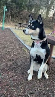 An adult medium-sized female Siberian Husky dog named Genova for adoption in Derwood, MD
