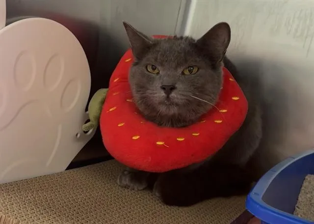 An adult small-sized female Domestic Short Hair cat named Lil Gray for adoption in Palo Alto, CA