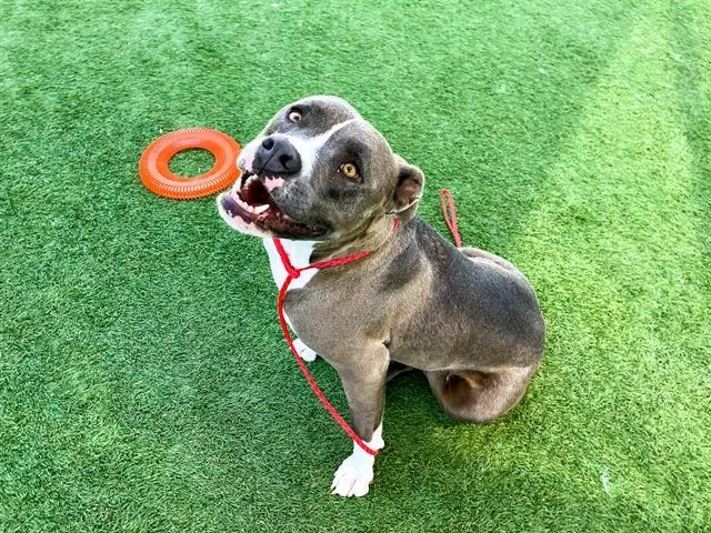 An adult large-sized female Pit Bull Terrier dog named Leila for adoption in Tustin, CA