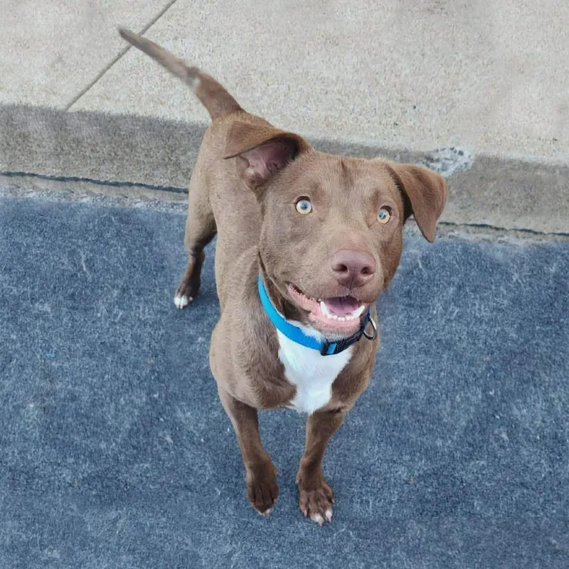 An adult medium-sized male Brown / Chocolate Chocolate Labrador Retriever dog named Copper for adoption in Cleveland, TN