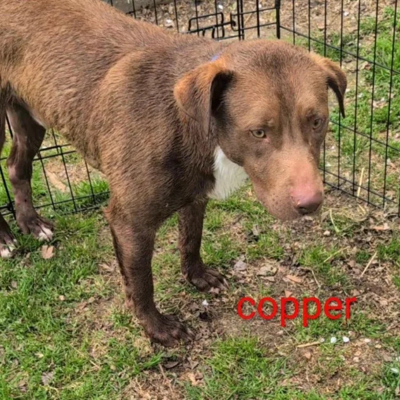 Copper thumbnail 5