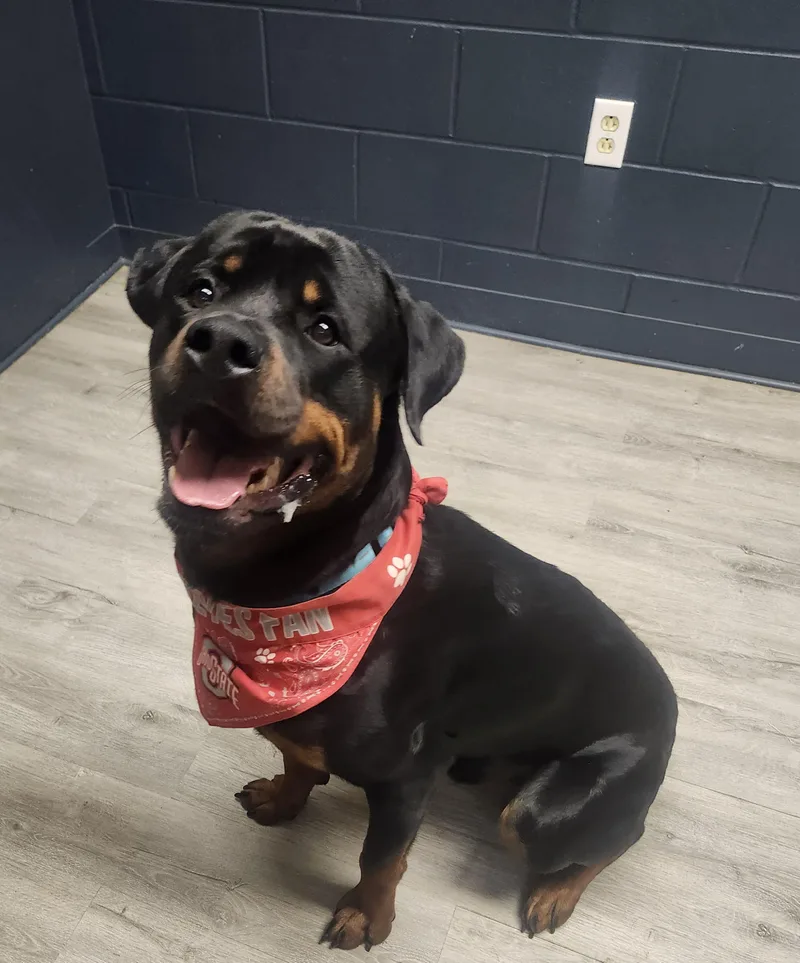 A young large-sized male Black Rottweiler dog named Smirnoff for adoption in Mansfield, OH