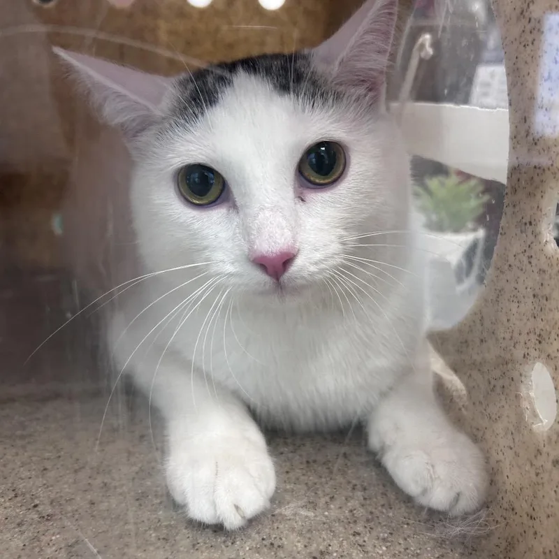 A young large-sized female White Domestic Short Hair cat named Merlin for adoption in Philadelphia, PA