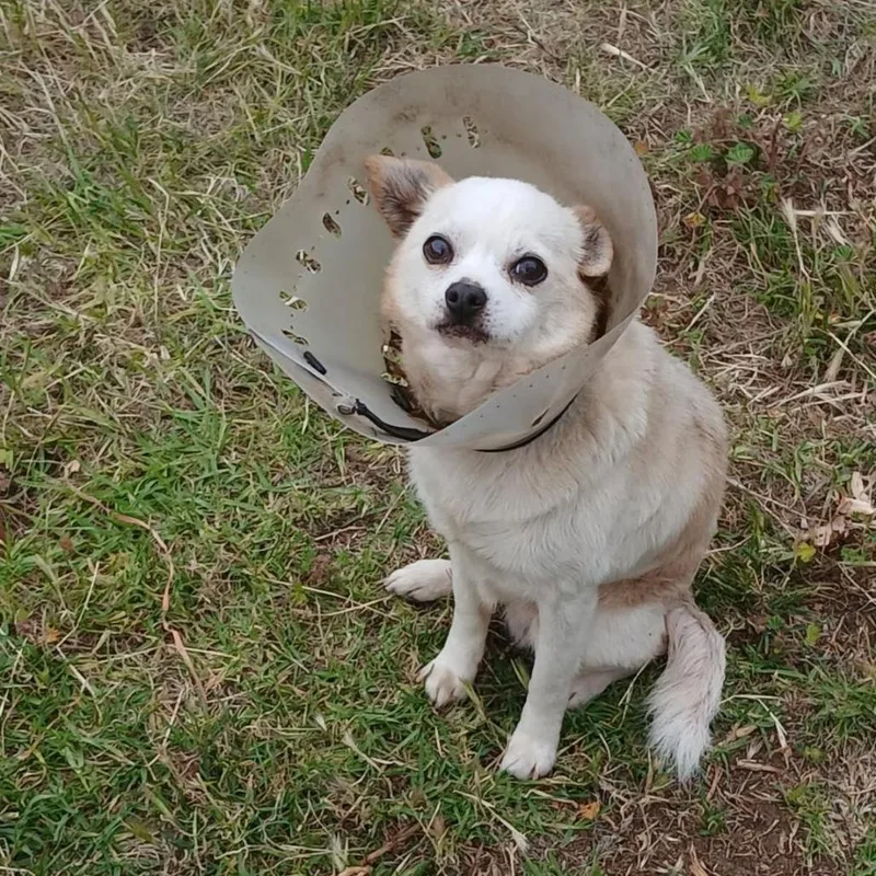 A senior small-sized male White / Cream Chihuahua dog named Elvis for adoption in Ramona, CA