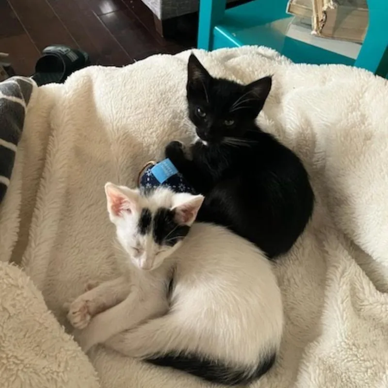 A baby small-sized male Black Domestic Short Hair cat named Chorizo for adoption in HUNTINGTON BEACH, CA