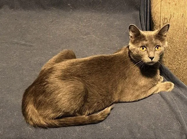 An adult medium-sized female Gray / Blue / Silver Domestic Short Hair cat named Selene for adoption in O'Fallon, MO