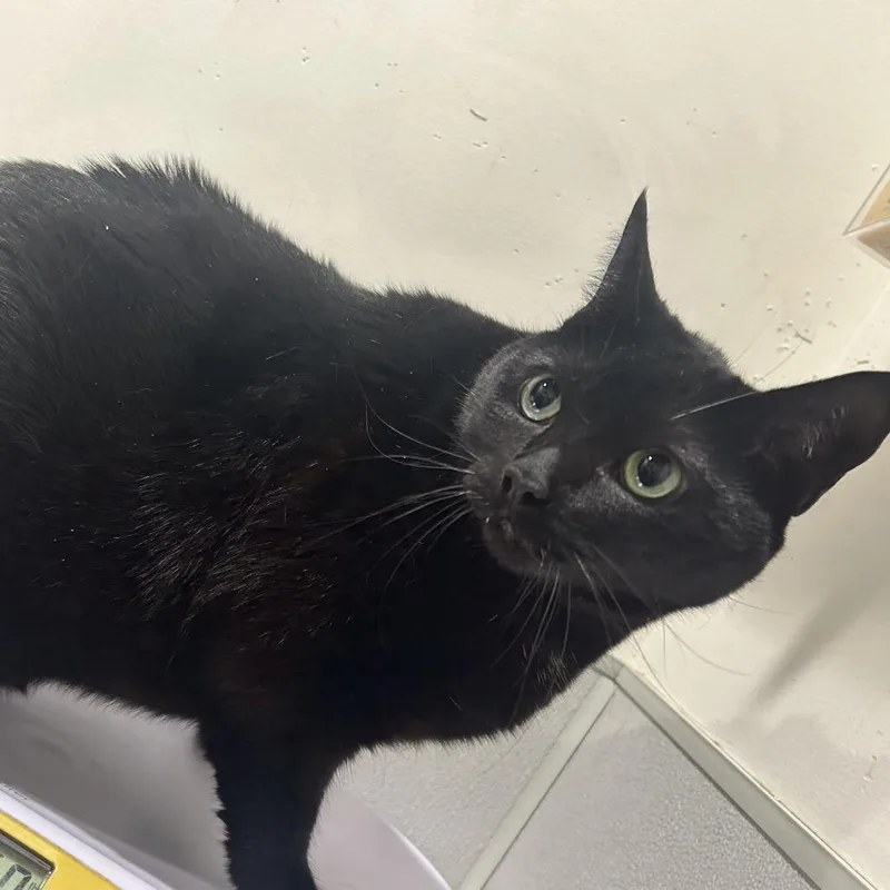 An adult extra large-sized female Black Domestic Short Hair cat named Opal for adoption in Tampa, FL