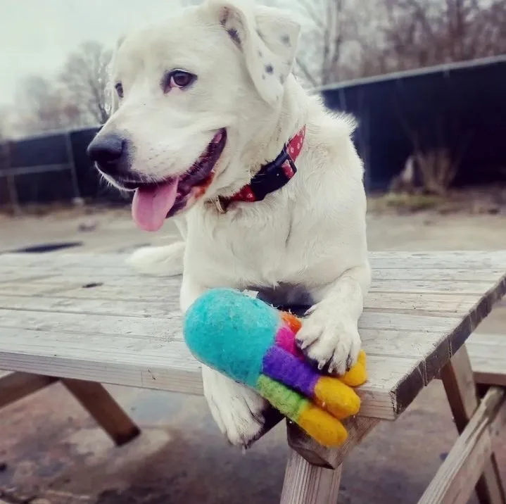 An adult medium-sized female White / Cream Dalmatian dog named Maggie for adoption in Detroit, MI