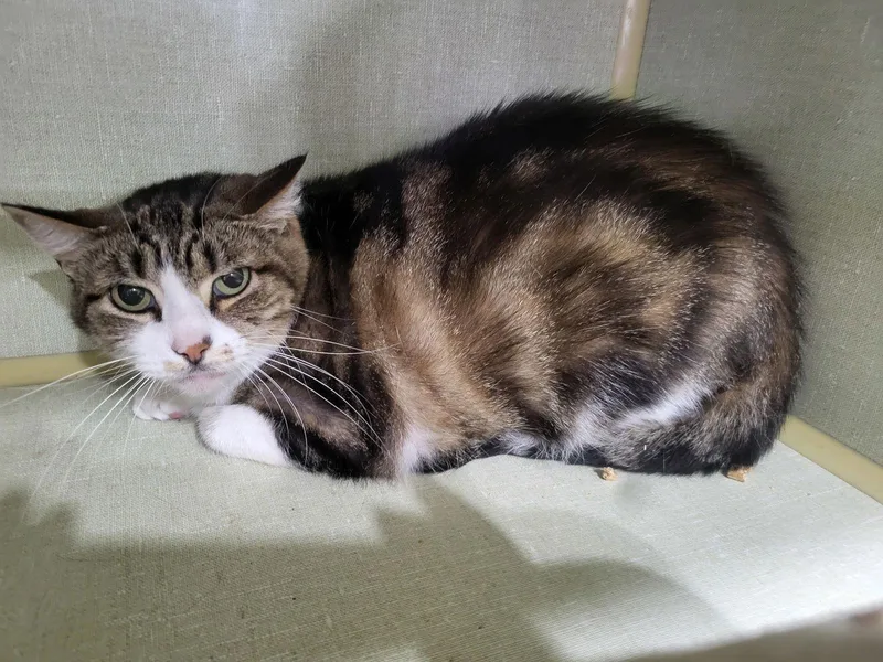 An adult medium-sized female Tabby cat named Arizona for adoption in Iroquois, IL