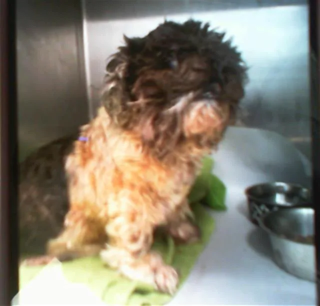 An adult small-sized male Shih Tzu dog named A for adoption in Charlotte, NC