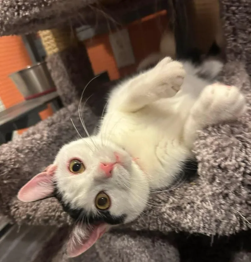 A baby medium-sized female Black & White / Tuxedo Domestic Short Hair cat named Laporta for adoption in Kalamazoo, MI