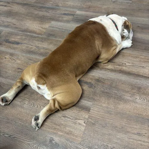 An adult large-sized male Bicolor English Bulldog dog named Bentley for adoption in Fishers, IN