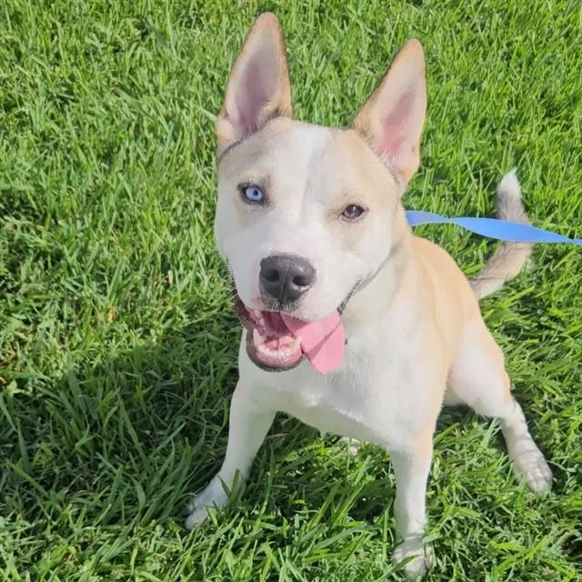 An adult medium-sized male Australian Cattle Dog / Blue Heeler dog named Cosmo for adoption in Wylie, TX