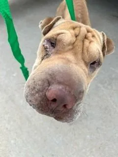 An adult medium-sized male Shar-Pei dog named Edvard for adoption in Pearland, TX