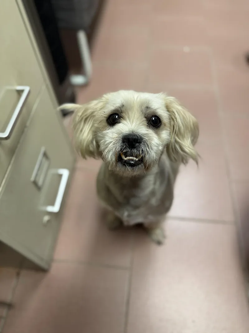 An adult small-sized female Yellow / Tan / Blond / Fawn Lhasa Apso dog named Goldie for adoption in West Haven, CT