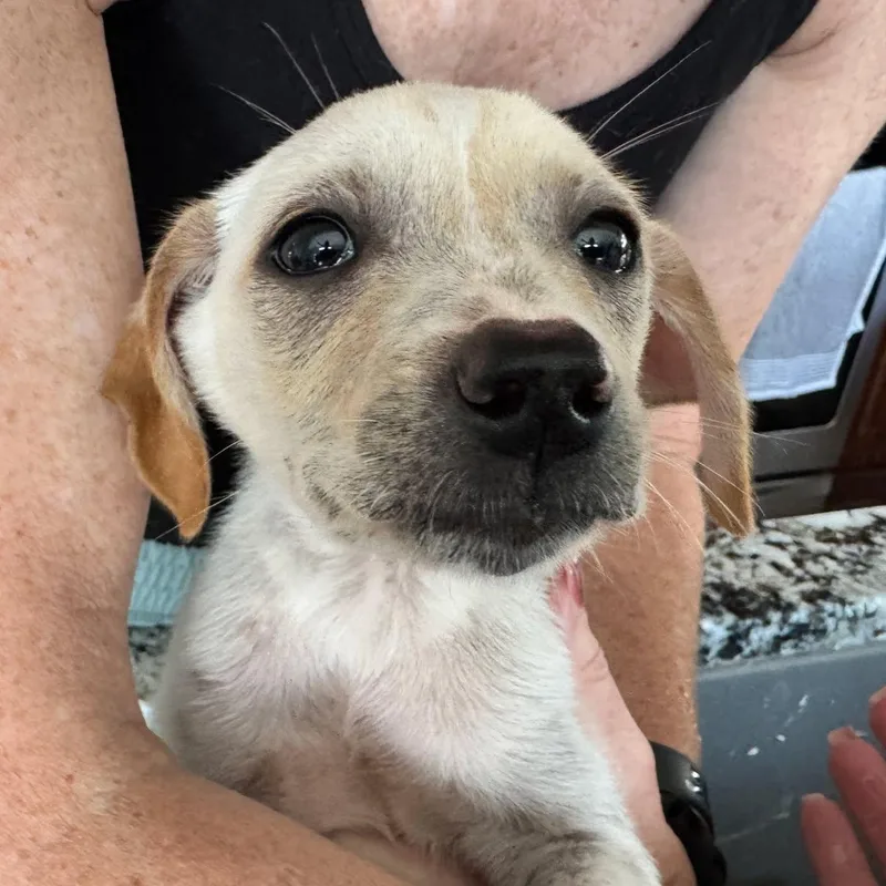 A baby small-sized male Yellow / Tan / Blond / Fawn Corgi dog named Anse for adoption in Rochester, NY