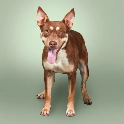 An adult medium-sized female Brown / Chocolate Australian Kelpie dog named Kelp Shake for adoption in East Smithfield , PA