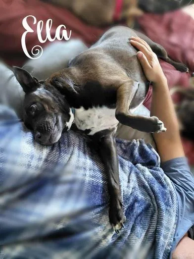 An adult large-sized female Australian Cattle Dog / Blue Heeler dog named Ella for adoption in Liverpool, TX