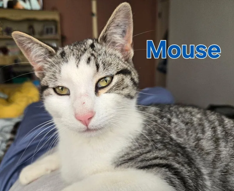 Mouse