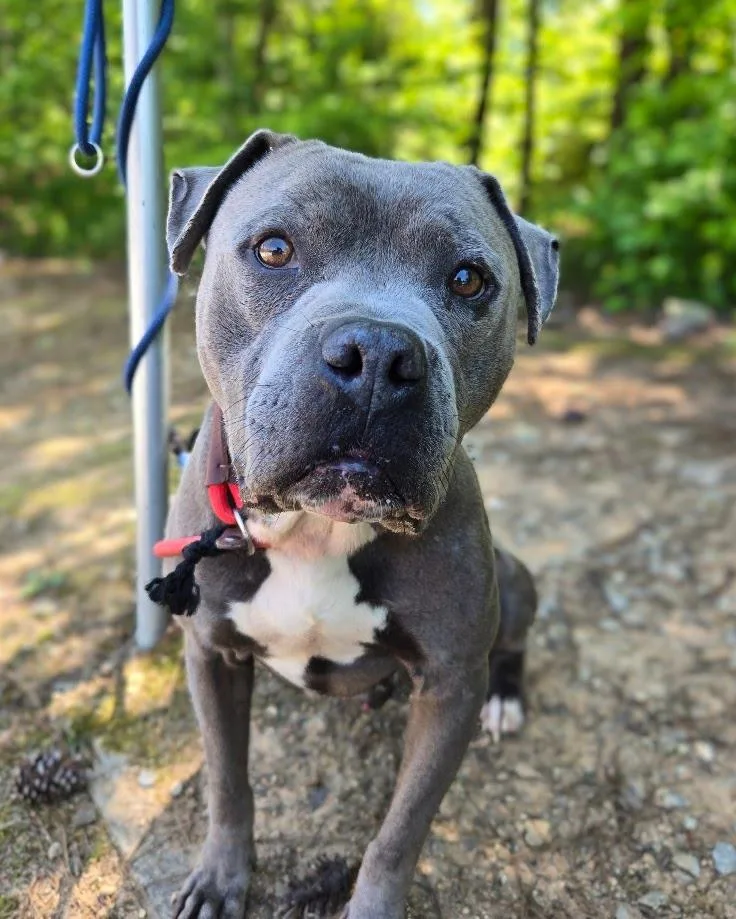 A senior medium-sized male Mixed Breed dog named Grayson for adoption in Douglasville, GA
