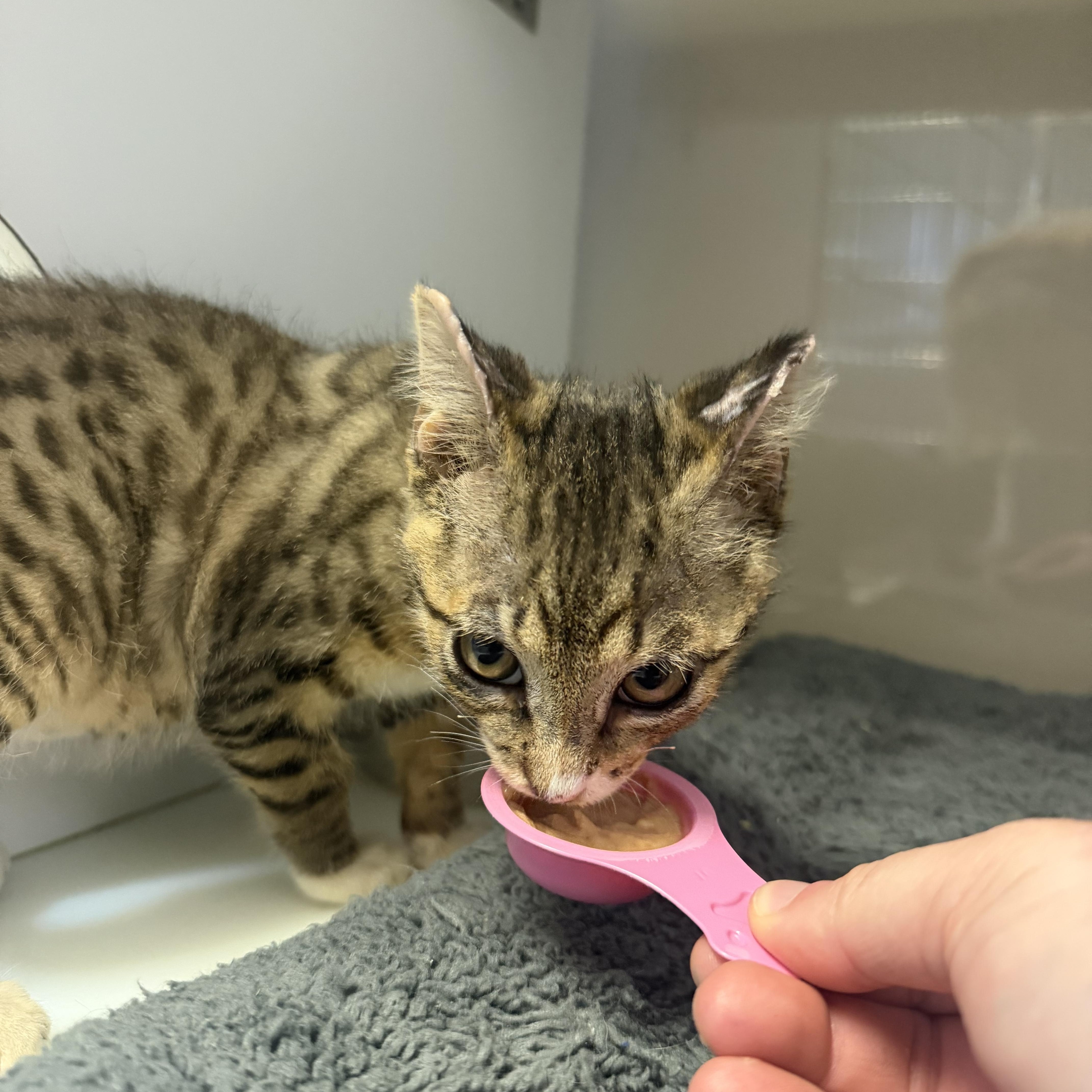 A baby small-sized female Domestic Short Hair cat named Sizzle for adoption in Birmingham, AL
