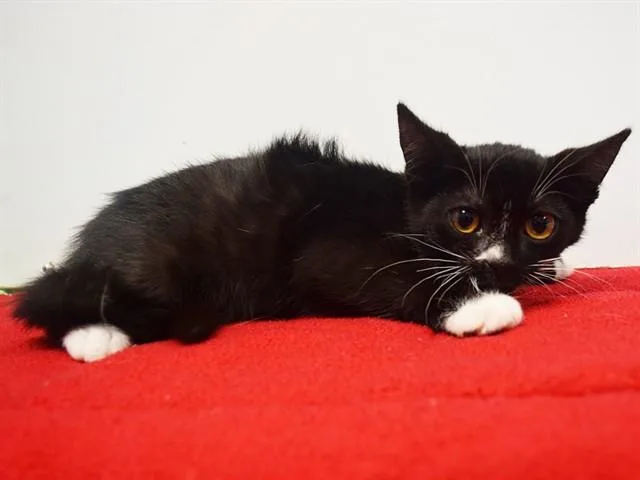 A baby small-sized male Domestic Short Hair cat named Dwayne for adoption in Sacramento, CA