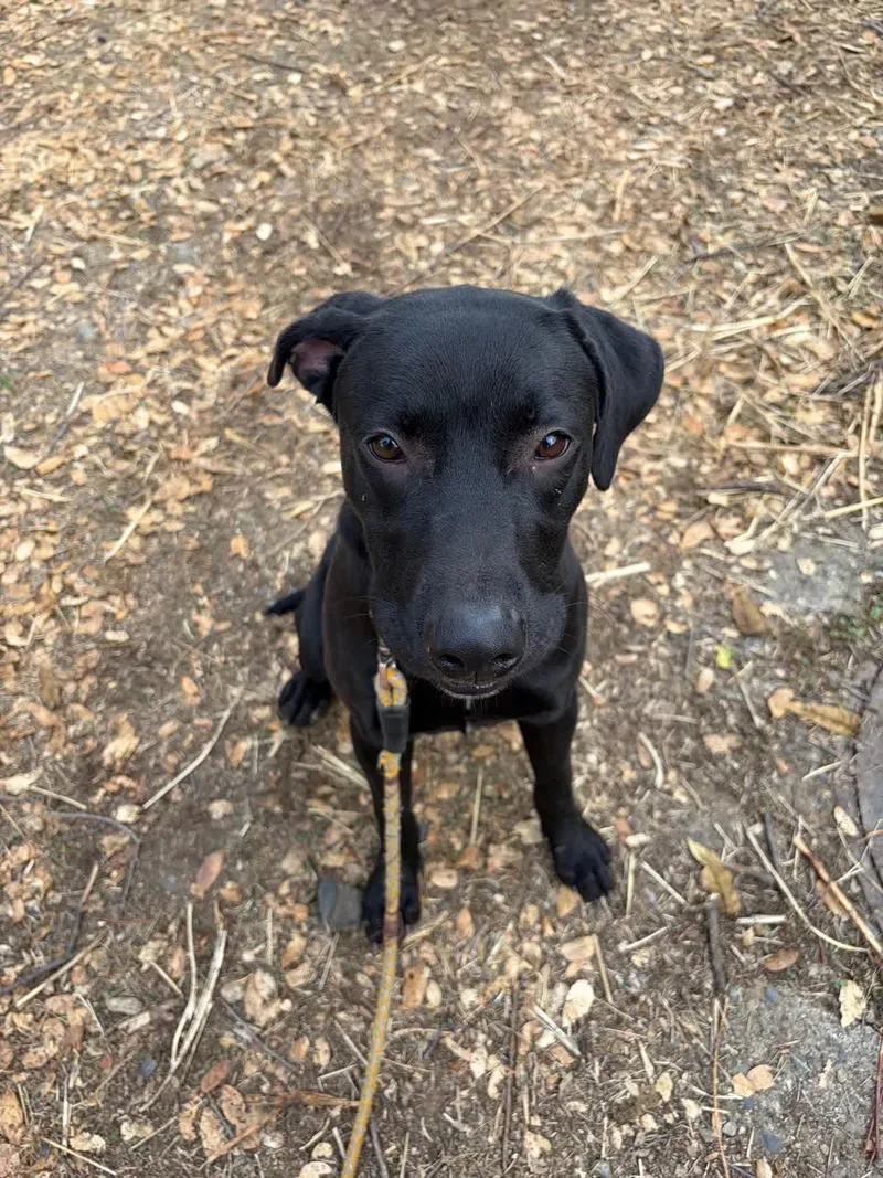 A young medium-sized male Black Labrador Retriever dog named Wally for adoption in Sonora, CA