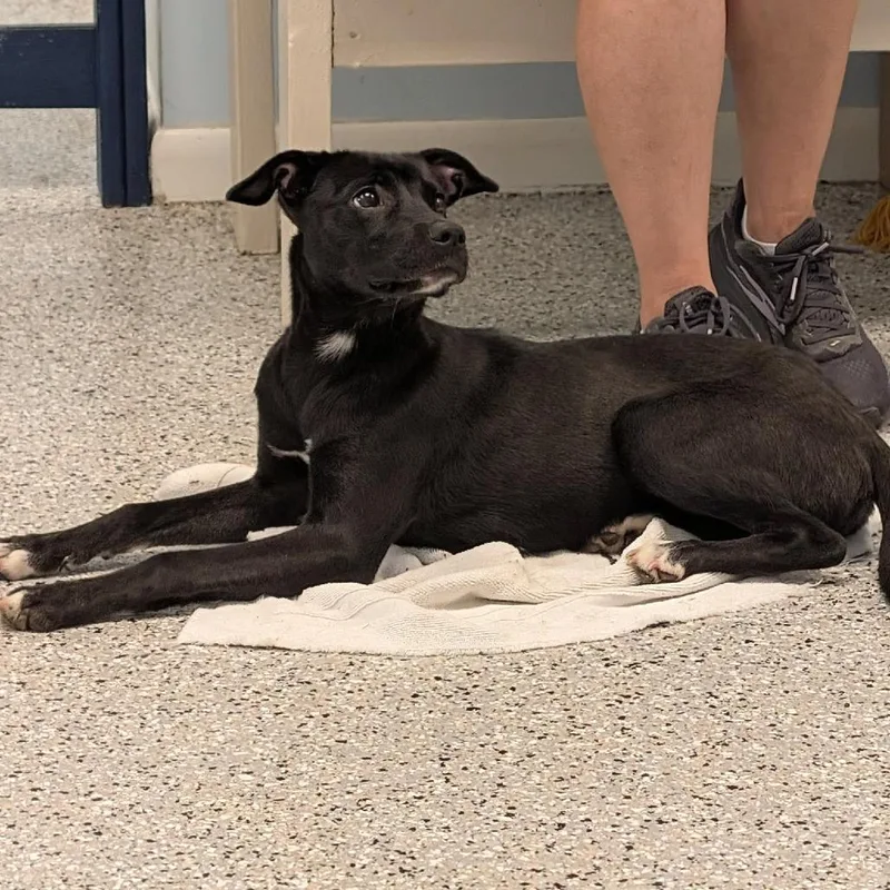 A baby small-sized female Black Labrador Retriever dog named Lab pup for adoption in Winchester, TN