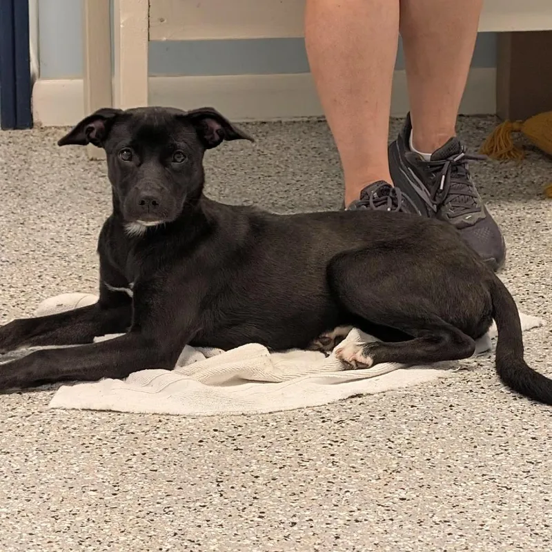 Lab pup thumbnail 2