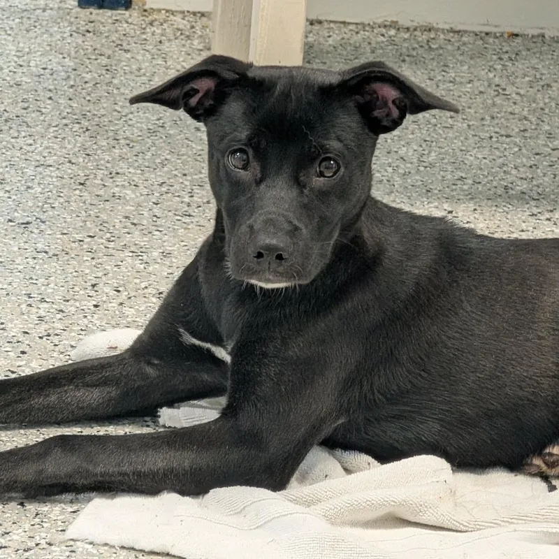 Lab pup thumbnail 3