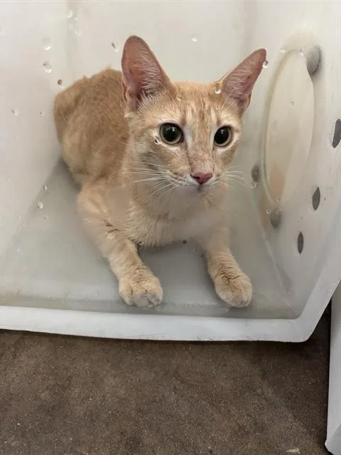 A young medium-sized female Domestic Short Hair cat named Phoebe for adoption in Dallas, TX